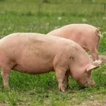 Frimesa atinge 100% de certificação em bem-estar animal e amplia uso de energia renovável