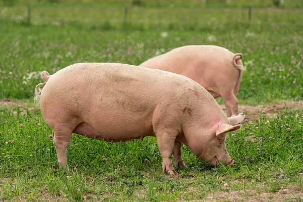Frimesa atinge 100% de certificação em bem-estar animal e amplia uso de energia renovável