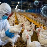 Influenza aviária registra novos focos em granjas da Ásia