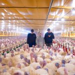 MBRF avança no BBFAW e está entre as 12 empresas mais bem avaliadas do mundo em bem-estar animal MBRF avança no BBFAW e está entre as 12 empresas mais bem avaliadas do mundo em bem-estar animal