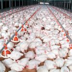 Mesmo sob desafios sanitários, avicultura gaúcha sustenta produção e exportações