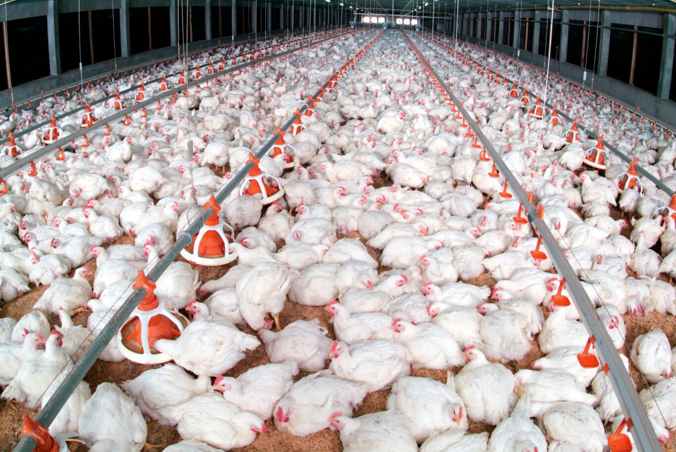 Mesmo sob desafios sanitários, avicultura gaúcha sustenta produção e exportações