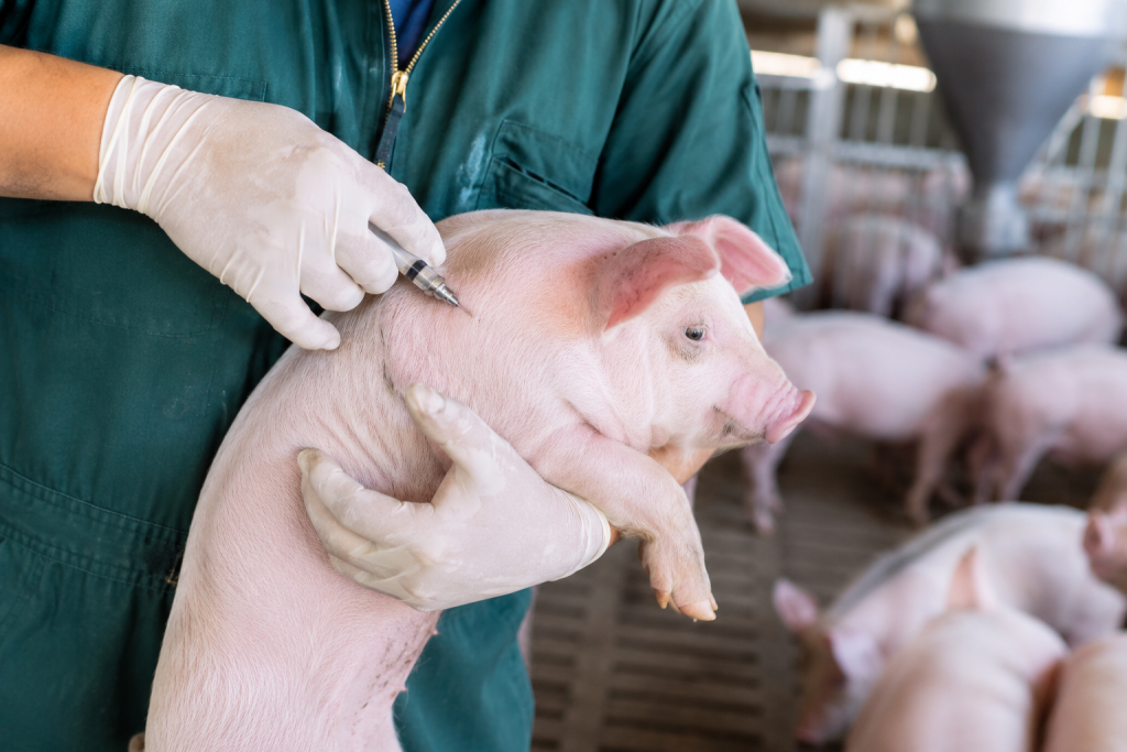 Nova vacina amplia proteção contra doenças respiratórias e reforça a sanidade na suinocultura