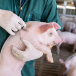 Nova vacina amplia proteção contra doenças respiratórias e reforça a sanidade na suinocultura