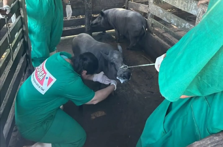 Pará intensifica inquérito sanitário para peste suína clássica em três regiões do Estado