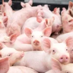 Produtores de suínos pedem reunião com governo diante de crise no mercado britânico