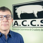 Queda de 17,2% no preço do suíno amplia prejuízos e pressiona produtores em SC Queda de 17,2% no preço do suíno amplia prejuízos e pressiona produtores em SC