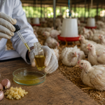 Quênia testa composto do alho como alternativa aos antibióticos na avicultura