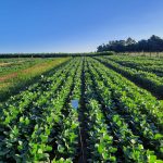 Resíduos da suinocultura viram fertilizante e ajudam a sustentar a produtividade da soja