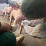 Roraima inicia testes em suínos para prevenir peste suína clássica
