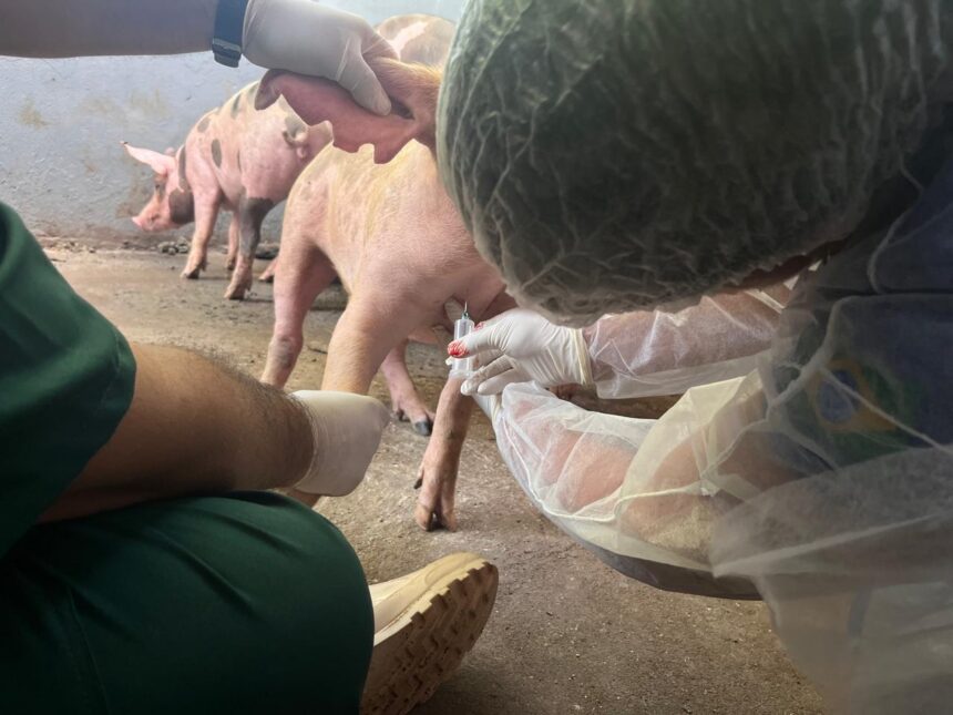Roraima inicia testes em suínos para prevenir peste suína clássica