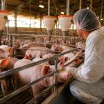Setor suinícola defende crédito permanente para evitar desmonte da produção
