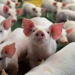 Suinocultura de Mato Grosso do Sul avança em ritmo acelerado e supera média nacional