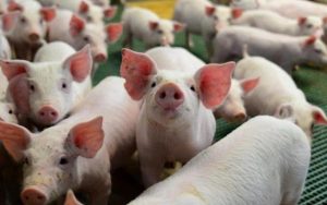 Guerra comercial entre EUA e Canadá ameaça setor de suínos