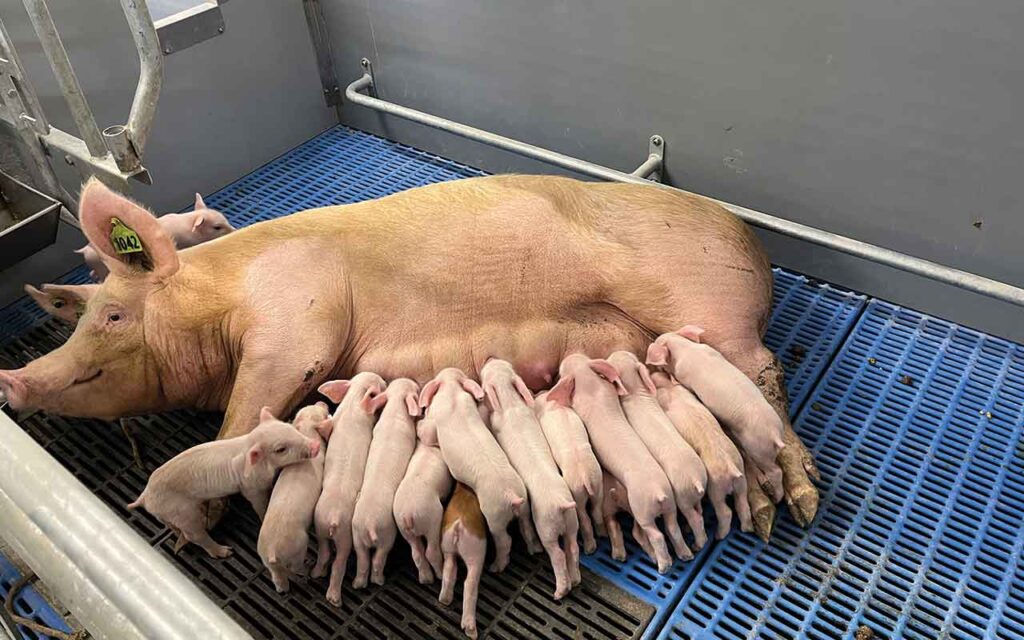Transição para parto flexível pressiona custos e desafia modelo da suinocultura britânica