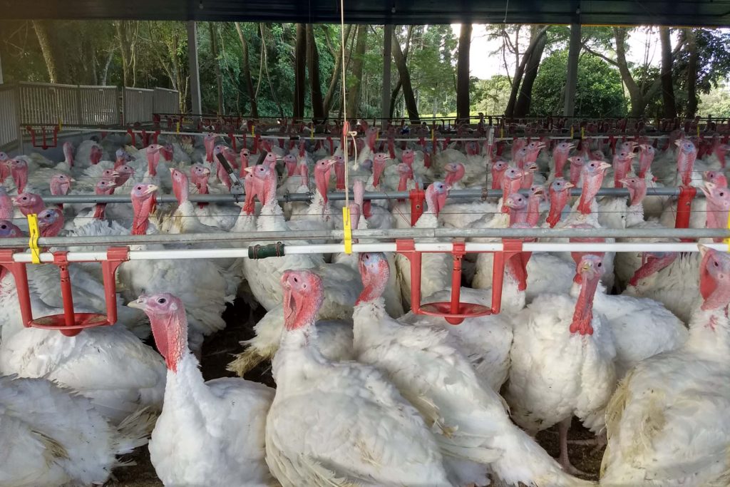 No 1T26: Seab destaca crescimento histórico nas exportações de carne de peru do Paraná