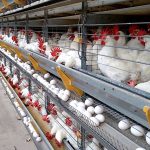 Ovos: Alta dos insumos corrói poder de compra na postura