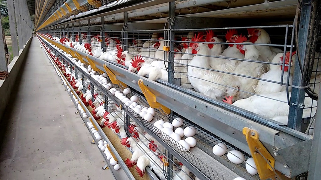 Espírito Santo ultrapassa 4,5 bilhões de ovos produzidos e reforça liderança nacional na avicultura de postura