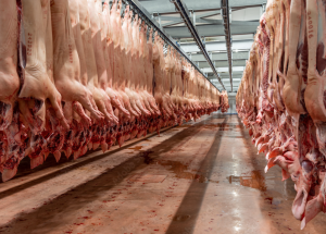 Abate de suínos e bovinos cresce no segundo trimestre de 2026, enquanto o de frangos recuam