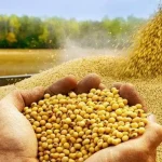 Agro sustenta superávit da balança comercial do Piauí, com soja liderando exportações