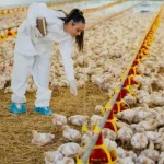 Argentina retoma status sanitário e se declara livre da Influenza aviária Argentina retoma status sanitário e se declara livre da Influenza aviária
