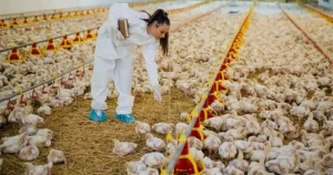 Estudo associa expansão da avicultura à disseminação global de Campylobacter