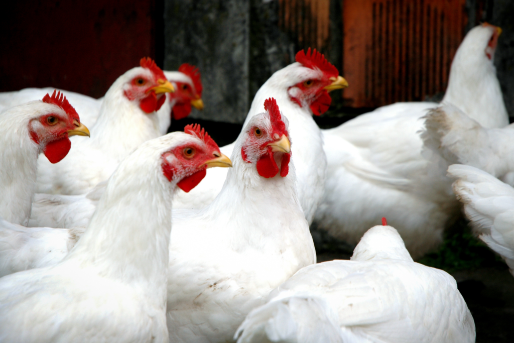Avicultura gaúcha amplia alcance de campanha sobre biosseguridade
