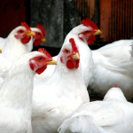 Combinação de ácido butírico e levedura surge como alternativa aos antibióticos na avicultura