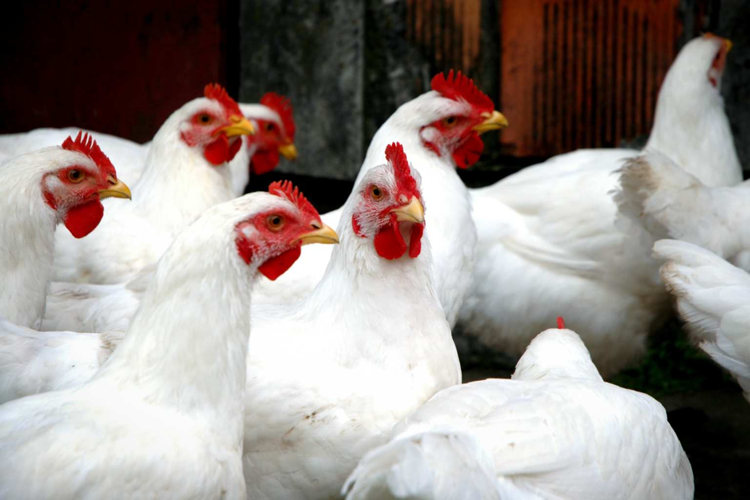 Combinação de ácido butírico e levedura surge como alternativa aos antibióticos na avicultura
