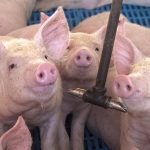 Brasil consolida posição como terceiro maior exportador mundial de carne suína