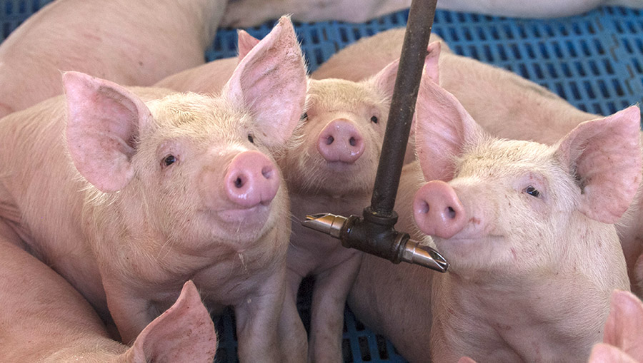 Brasil consolida posição como terceiro maior exportador mundial de carne suína