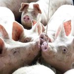 Revista Suinocultura Industrial confirma apoio ao 6° Encontro Técnico da Abraves-SP