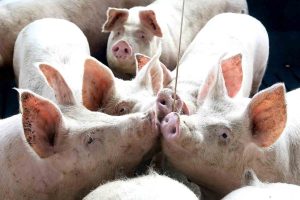 Aumenta para 92 o número de aves mortas em foco de gripe aviária na Estação Ecológica do Taim Autoridade europeias discutem mercado, risco de PSA e regulamentação ambiental