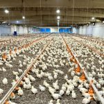 Aves podem retornar ao mercado europeu antes da carne bovina