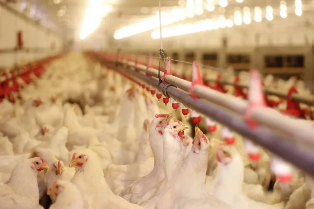 Colômbia avança em biossegurança e amplia competitividade na avicultura