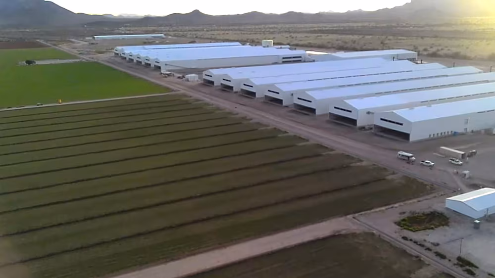 Com JBS, Mantiqueira avança nos EUA, projeta 10 milhões de aves e mira liderança global Com JBS, Mantiqueira avança nos EUA, projeta 10 milhões de aves e mira liderança global