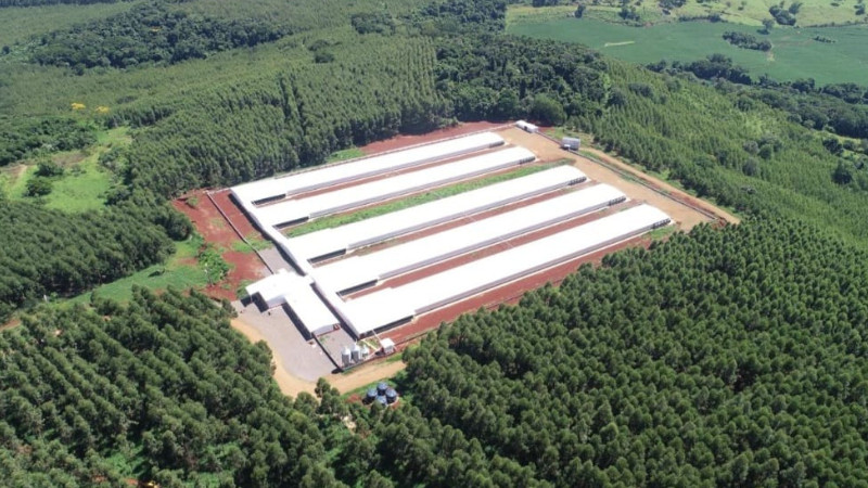 Coopavel destina R$ 30 milhões para ampliar produção de ovos férteis no Oeste do Paraná