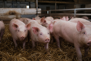 Crise na suinocultura alemã gera prejuízo médio de € 55 por animal e reduz em 40% o número de granjas