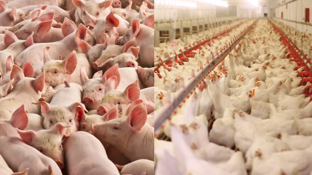 Custos de frangos e suínos voltam a cair em maio nos principais estados produtores