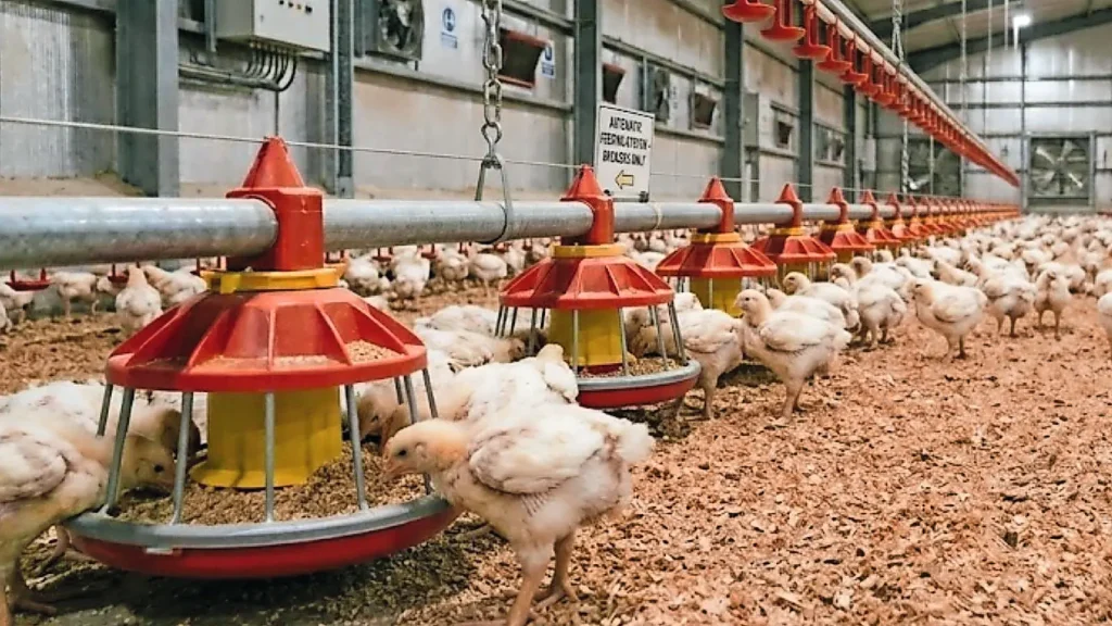 Demanda por ração para aves sustenta estabilidade do mercado europeu em 2026
