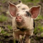 Carne de suíno criado ao ar livre ganha força no mercado internacional