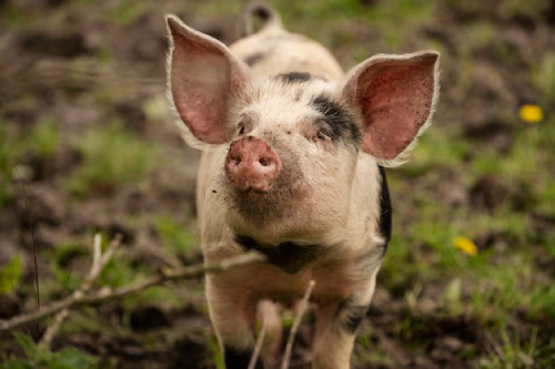 Dinamarca propõe reforma ampla na suinocultura com foco ambiental e bem-estar animal