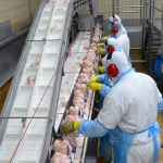 Diversificação da mão de obra sustenta avanço da avicultura e suinocultura no ES