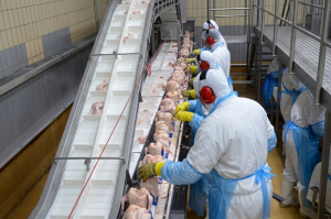 Diversificação da mão de obra sustenta avanço da avicultura e suinocultura no ES