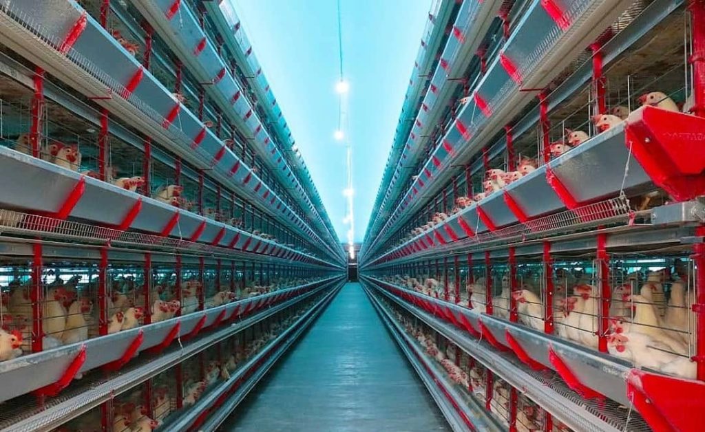 Do aviário à liderança: trajetória transforma granja familiar em potência no Piauí