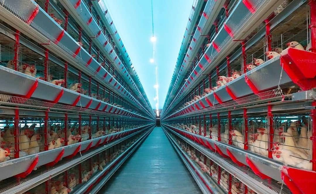 Do aviário à liderança: trajetória transforma granja familiar em potência no Piauí Do aviário à liderança: trajetória transforma granja familiar em potência no Piauí