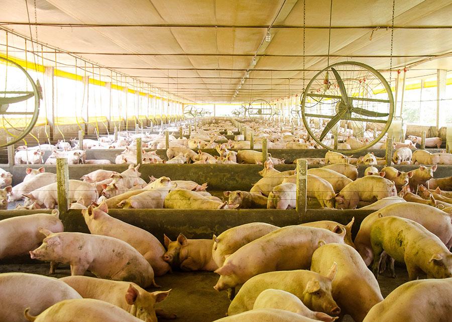 Embrapa amplia monitoramento e inclui Influenza A na inteligência sanitária da suinocultura