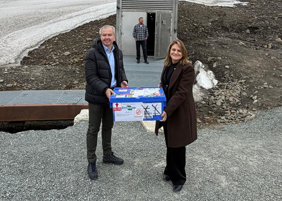 Embrapa envia novas sementes ao banco global de Svalbard e reforça papel do Brasil na segurança alimentar