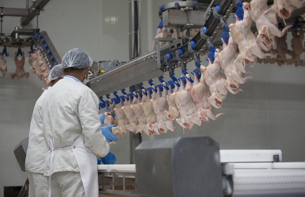Escaldagem se destaca como principal barreira contra Campylobacter em abatedouros de aves
