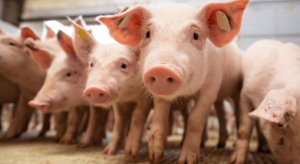 Produção de carne suína em SC avança com tecnologia, mas enfrenta concentração e queda no número de produtores
